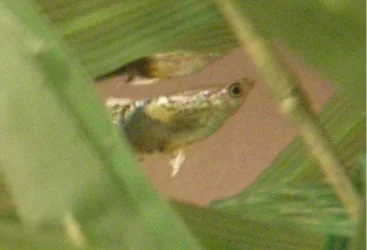guppie.webp