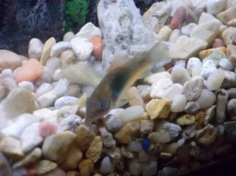 Bronze Cory.webp