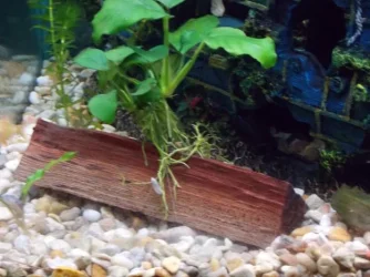 Homemade driftwood.webp