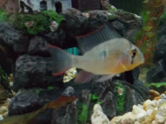 New Ram 1.webp