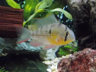 New ram 2.webp