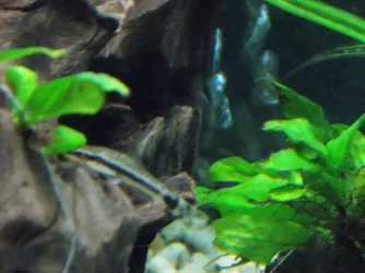 otos 2.webp