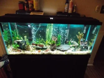 New Tank Light.webp