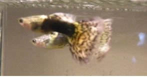 guppies.jpg