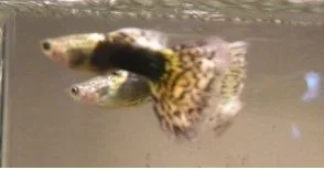 guppies.webp