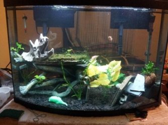 fish tank 1.jpg