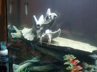 fish tank 2.webp fish tank 2.webp