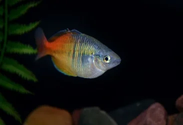 fish111 - Copy.webp