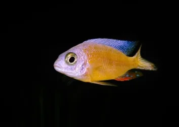 fish11 - Copy.webp