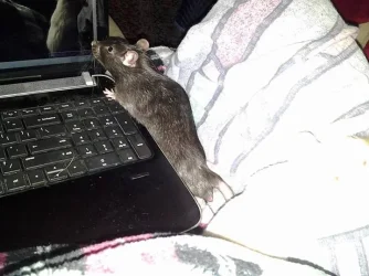 Rat.webp