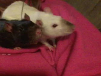 Cuddle rats.webp