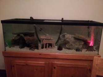 fish tank 3.jpg fish tank 3.jpg