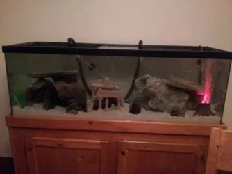 fish tank 3.webp fish tank 3.webp
