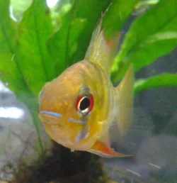 lemon head showing off.webp