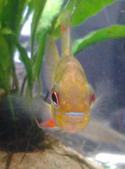 lemonhead showing off 2.webp
