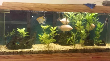 fishtank.webp