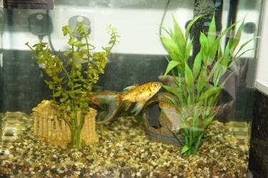 45 litre main tank.webp