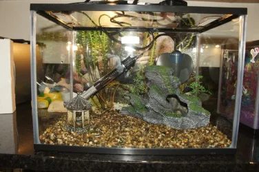 New 24 litre tank for betta.webp
