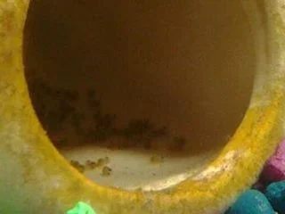 wigglers.webp
