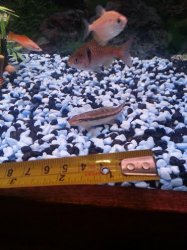 loach.jpg