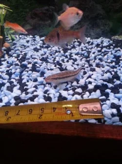 loach.webp