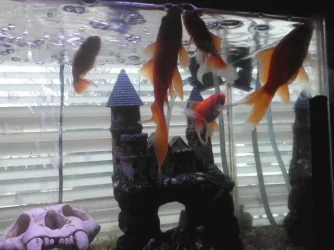 goldfish 001.webp