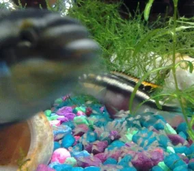 swimmies.webp