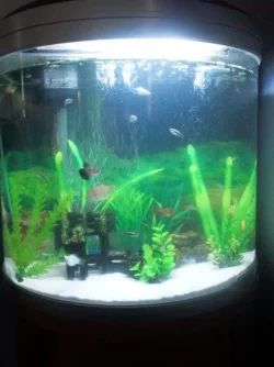Fishtank.webp Fishtank.webp