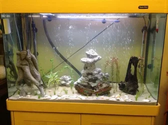 Tank Jan 2014.webp