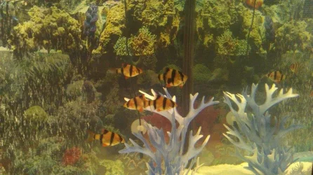 tiger barb.webp