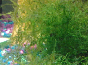 Fry tank.webp