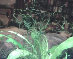 main tank 1.webp