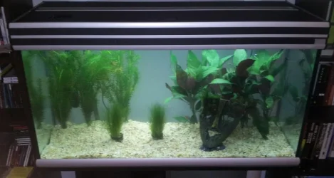 Planted Aquarium.webp
