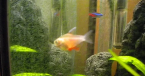 DSCN3755.webp