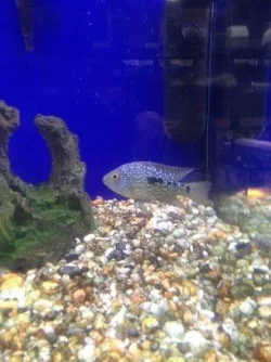 blueyfish.webp