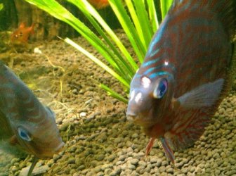 discus.jpg discus.jpg