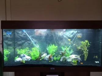 my tank.webp