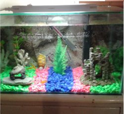 Aquarium Set-up 2 - Copy.jpg Aquarium Set-up 2 - Copy.jpg