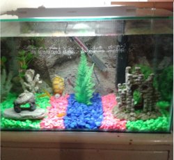 Aquarium Set-up 2 - Copy.jpg