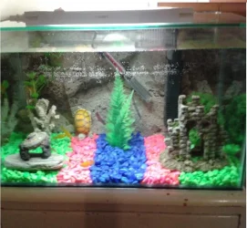 Aquarium Set-up 2 - Copy.webp
