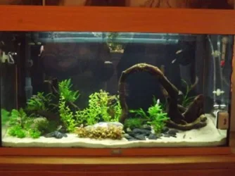 fish1.webp