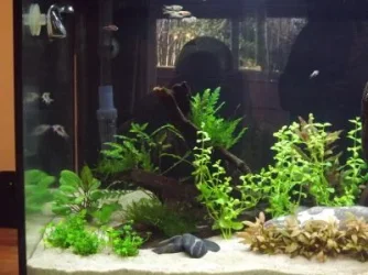 fish2.webp