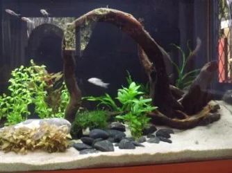 fish3.webp