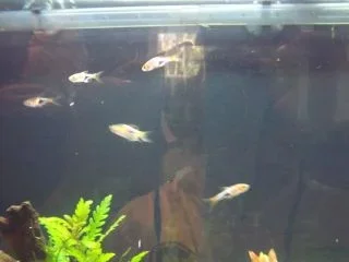 fish4.webp