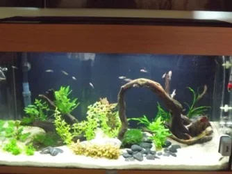 fish6.webp