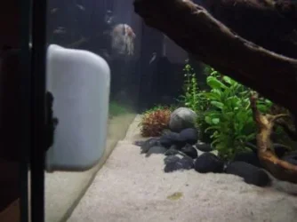 fish7.webp