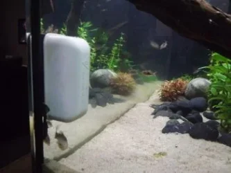 fish8.webp
