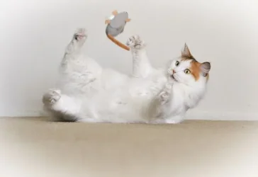 cat.webp