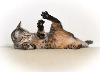cat2.webp