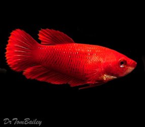 red_betta_female_111107a4_w0480.jpg